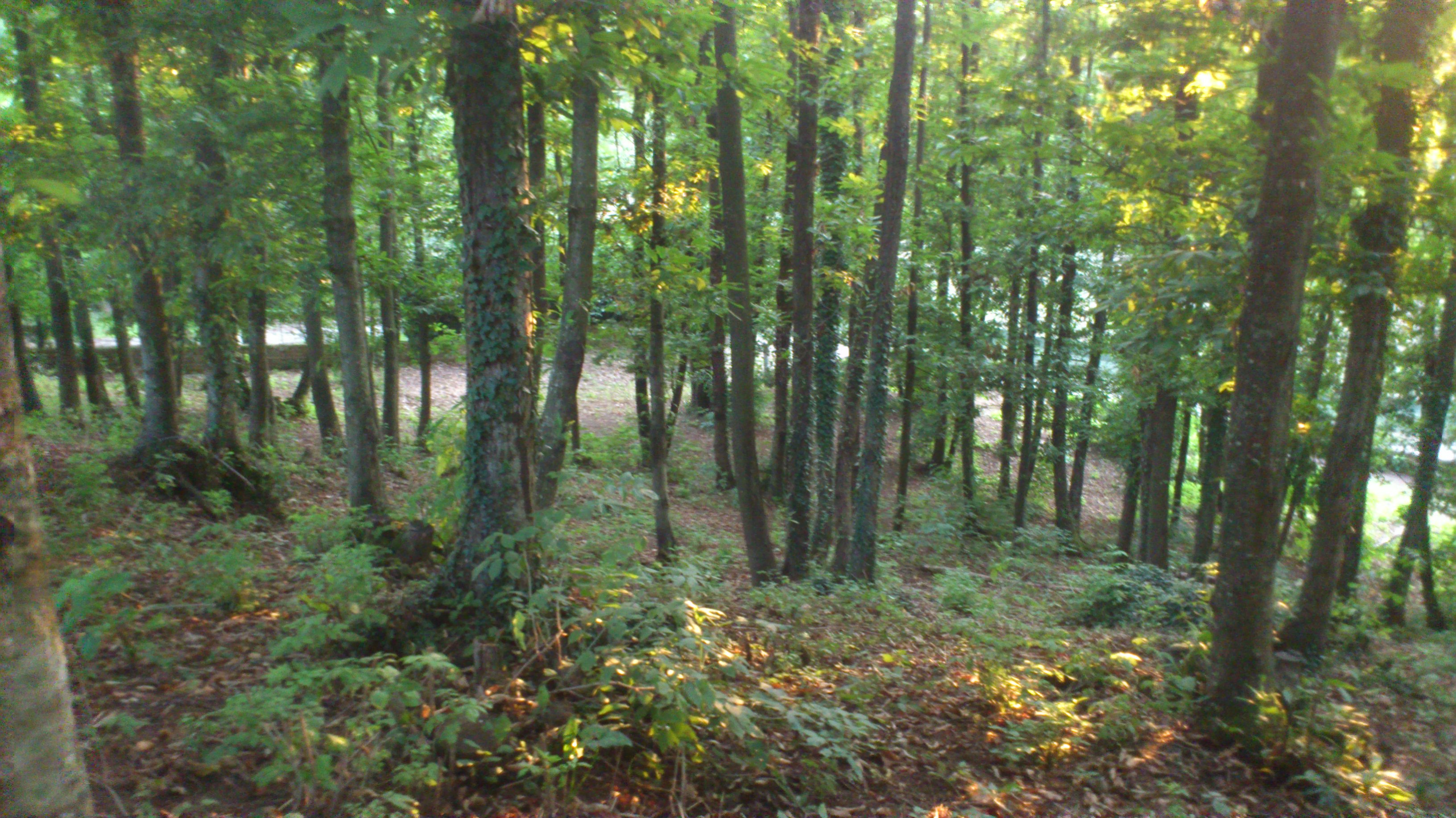 Bosco dentro la Struttura